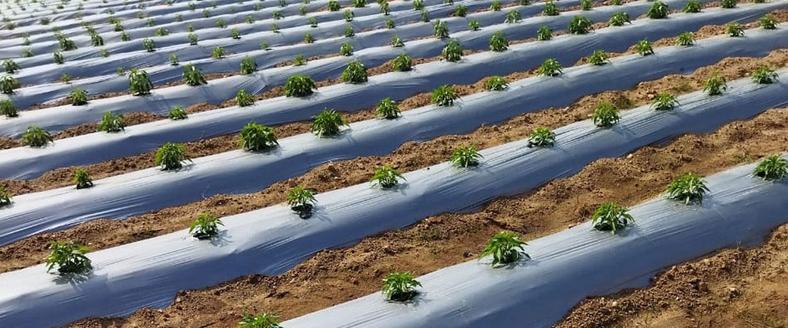 farmsmart-slider-Mulching-Sheets
