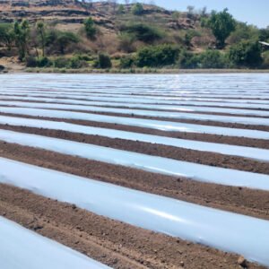 Safecrop Agriculture Mulching Film, Mulching Paper,  Mulch Sheet  20 Micron  Plane Silver/Black (1.2x400 Meter)