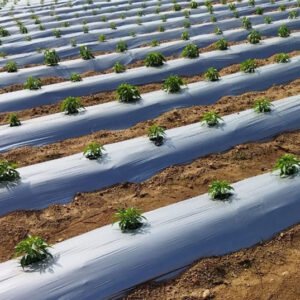 FarmSmart-mulching-sheets