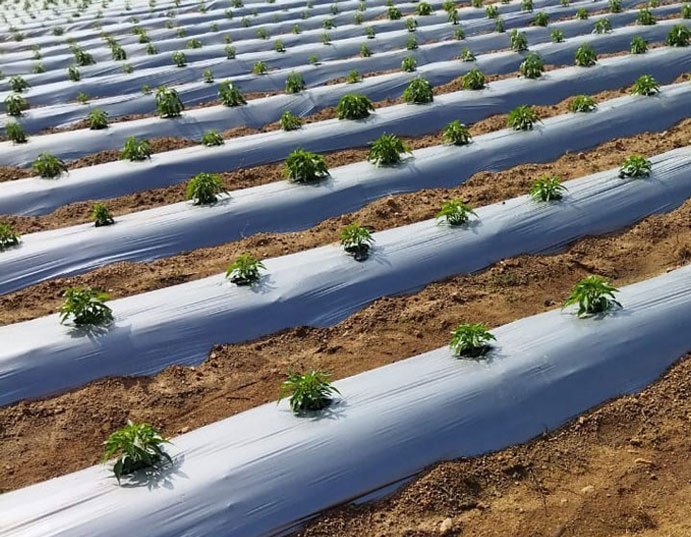 FarmSmart-mulching-sheets