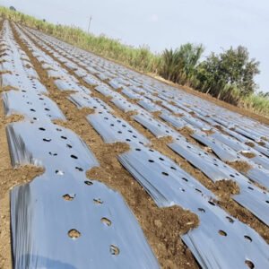 Safecrop Agriculture Mulching Film, Mulching Paper,  Mulch Sheet  20 Micron Center Hole at 18"  Silver/Black (1.2x400 Meter)